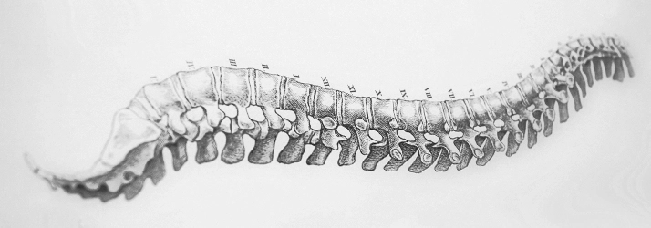 Chiropractic Stratford CT Spine Drawing Grey spine drawing.